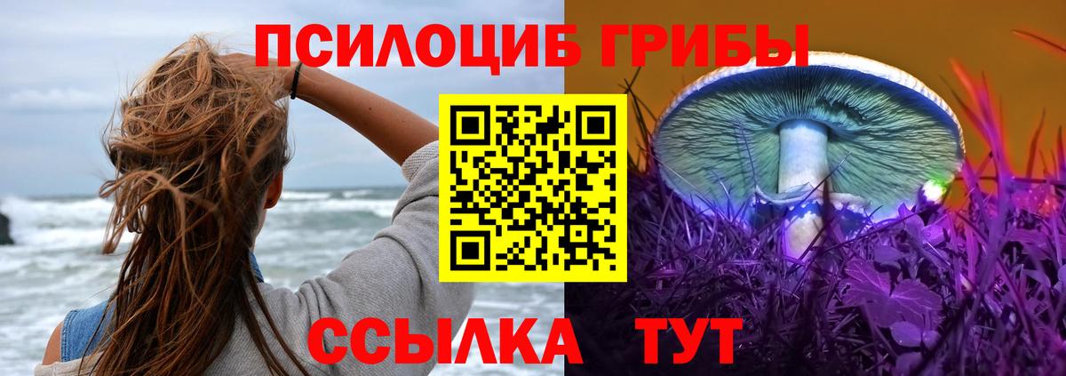 Псилоцибиновые грибы Psilocybe Армавир
